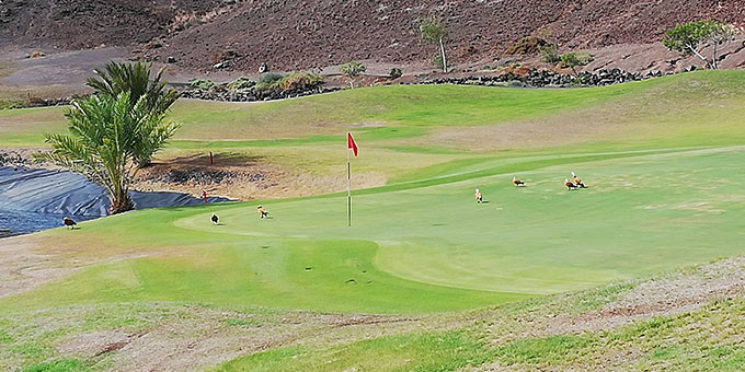 20191016_Fuerteventura, sauvage et golfique à la fois__Playitas