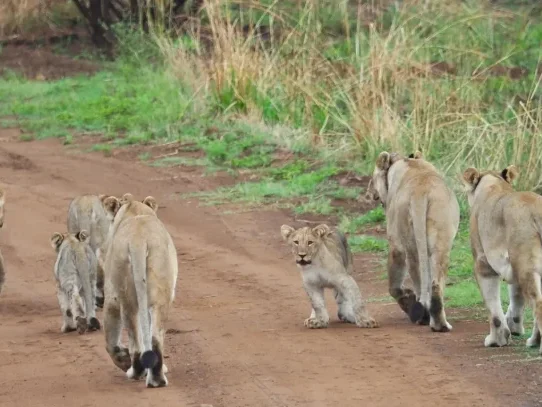 Pro-Am de l’Afrique du Sud, 20 ans déjà