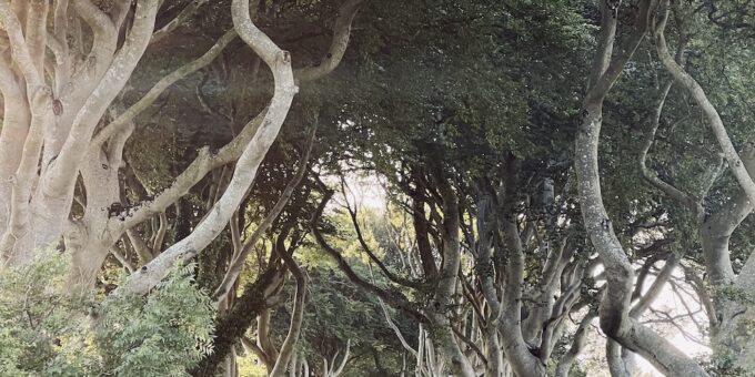 Dark Hedge Irlande du Nord Game of Thrones